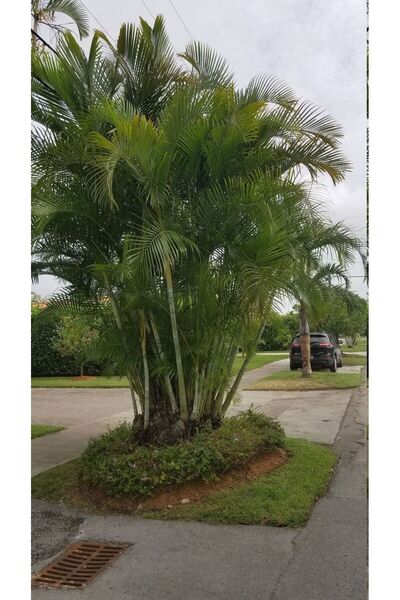 bahçevilya Palmiye Fidanı (60-100 CM, TÜPLÜ) 1-2 Yaş Arası