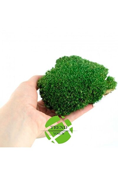 trendbahce Top Yosun Şoklanmış Ort. 250 Gr. Ballmoss Yosun Koyu Yeşil