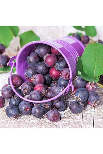 AnkaBahçe Soğuklara Dayanıklı Antikoksidan Değeri Yüksek Saskaton Berry Fidanı