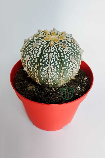 Toptan Kaktüs Astrophytum Asterias Super Kabuto koleksiyon kaktüs 8.5 cm kırmızı saksida