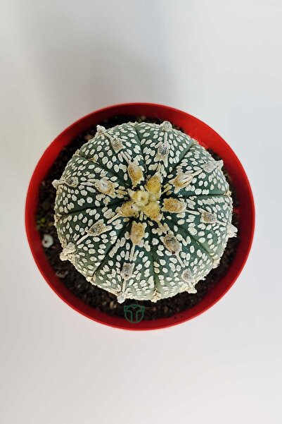 Toptan Kaktüs Astrophytum Asterias Super Kabuto koleksiyon kaktüs 8.5 cm kırmızı saksida