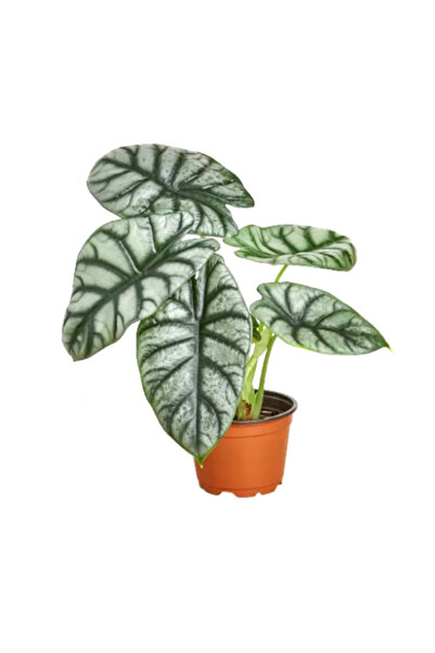 SUKULENTİSTANBUL Alocasia Silver Dragon - Özel Tür Fil Kulağı - Iç Mekan Bitk...