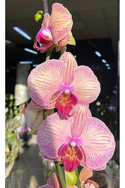 denizingarden İthal pembe çizgili çift dal orkide (ithal hediyelik orkide)