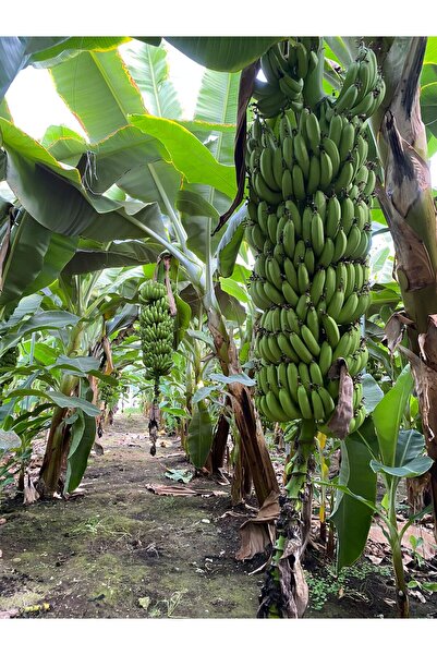 BRF ANAMUR MUZU 1 KG (YEŞİL)