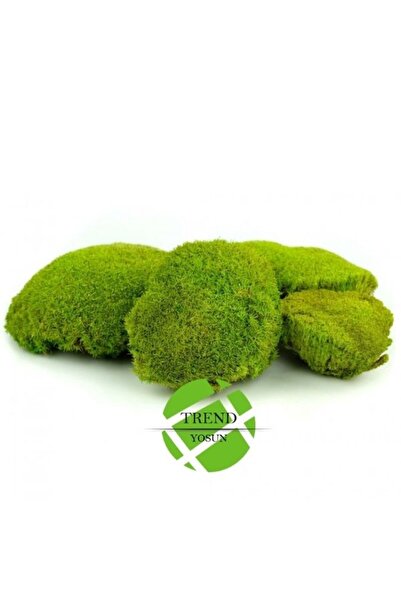 trendbahce Top Yosun Şoklanmış Ort.250 Gr. Ballmoss Yosun Açık Yeşil