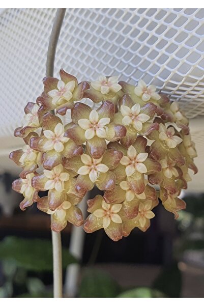 PLANT Hoya Tequila Sunrise Mum Çiçeği
