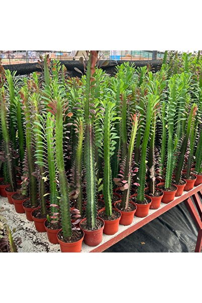 10.5lik Saksıda, 50 cm ve Üzeri Boyda Sınırlı Sayıda Euphorbia Trigona Red - Afrika Süt Ağacı Kaktüs