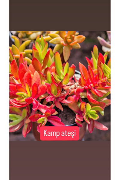 Birtutamrenk Crassula capitella Kamp Ateşi Sukulent 5.5
