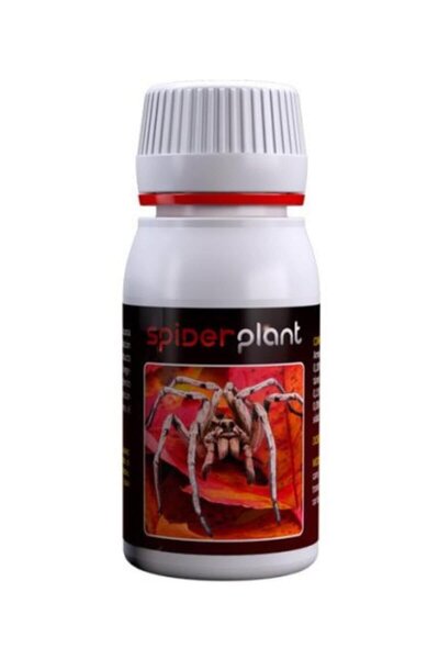 Spider Plant 60 ml