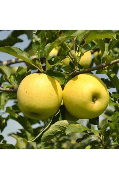 FİDAN SEPETİM 6 Yaş Aşılı Golden Delicious Elma Fidanı