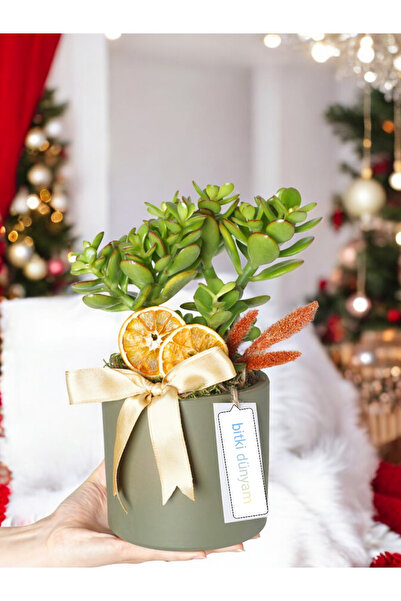 Yades Dekoratif Saksıda Para çiçeği para ağacı hediyesi