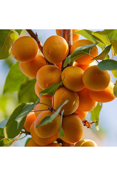 Smargat Kayısı Fidanı- Aşılı Açık Kök (Matador) Kayısı Fidanı(150-180cm) Yarı...