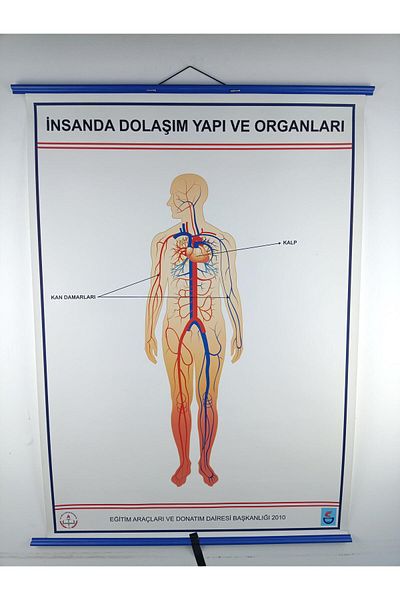 Edulab Human Circulation and Structural Organs