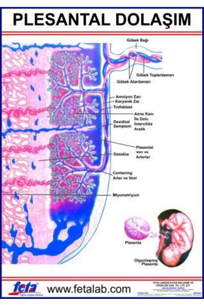 Edulab Plestal Circulation Sheet