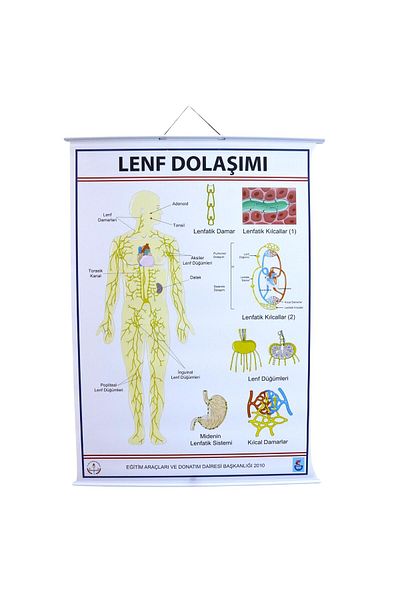 Edulab Lymph Circulation Board