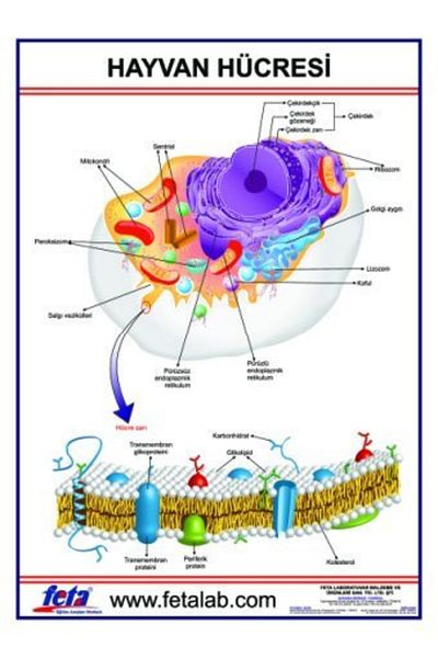 Edulab Animal Cell Sign