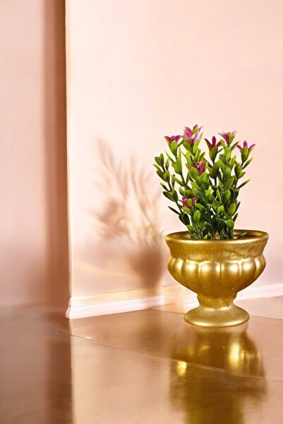 Evene Saksı Dekoratif Saksı Kaktüs Saksısı Sukulent Saksısı Küçük Saksı Model...