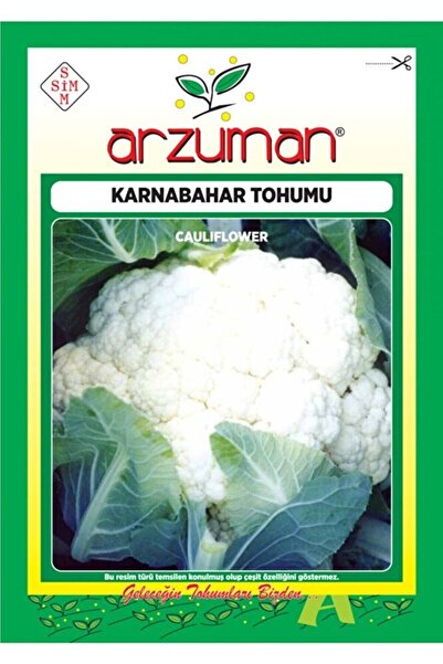 Karnabahar Tohumu