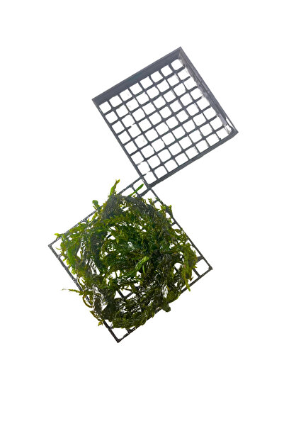WOOF Moss Dolu Kutu,Yosun Standı Bitki Dahildir, 6x6 cm 1 Adet Moss Kutusu,Ak...