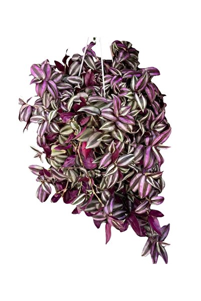 Yades Askılı Telgraf Çiçeği Zebrina