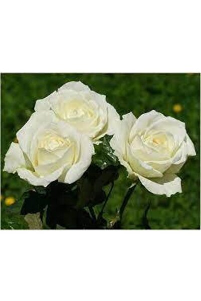 ÖZGÜVEN TARIM Bembeyaz Saksılı Beyaz Gül Fidanı 15-25 Cm