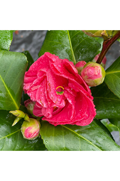 FİDAN SEPETİM Japon Kamelyası Fidanı 'Camellia japonica'' İTHAL