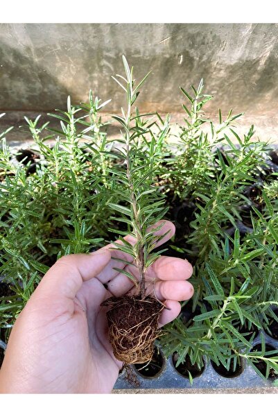 Gardenbox Biberiye Fidanı Mini Aromtik Bitki Fidesi 5-15cm 5.5 Saksıda