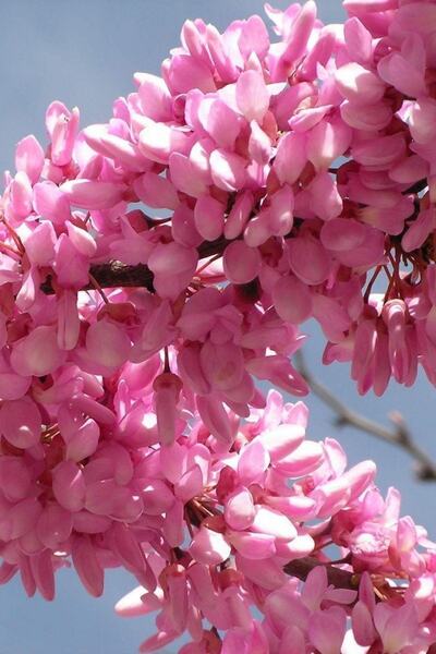 Damla botanik Erguvan Fidanı - Cercis Siliquastrum 40 Cm