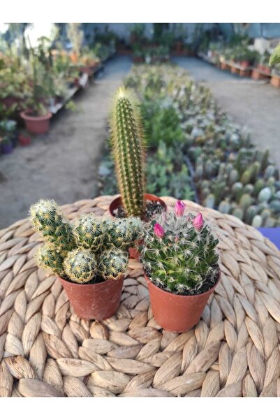 Şenay'ın Kaktüs Dünyası Kaktüs