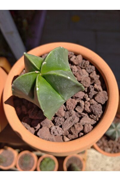 Genel Markalar Astrophytum Myriostigma