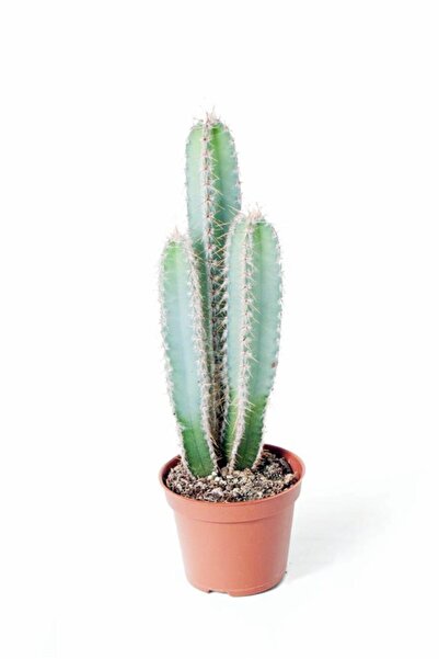 Genel Markalar Cereus Forbesii - Özel Tür Kaktüs Sukulent - Ev Ofis Salon Iç ...