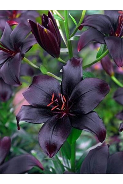 LOBELYA TOHUMCULUK 3 Adet Koyu Siyah Renkli Zambak Çiçeği Soğanı Kokulu