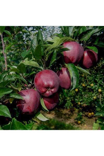 Bitki Dizayn Tüplü Yarı Bodur Tatlı Sulu Scarlet Spur Elma Fidanı