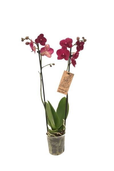 Nemesia çiçek evi Phalaenopsis, Orkide, Çift Dallı, Mürdüm Renk 50-80 Cm