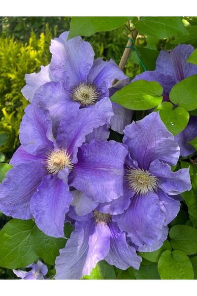 ŞKL Clematis Fidanı Orman Asması " Bal Tsvetov"