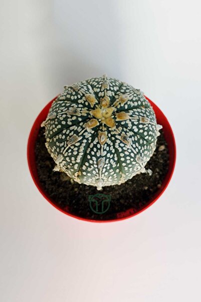 Toptan Kaktüs Astrophytum Asterias Super Kabuto koleksiyon kaktüs 8.5 cm kırmızı saksida