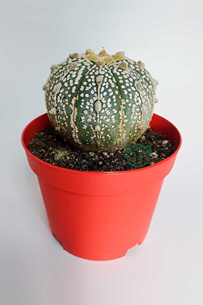 Toptan Kaktüs Astrophytum Asterias Super Kabuto koleksiyon kaktüs 8.5 cm kırm...