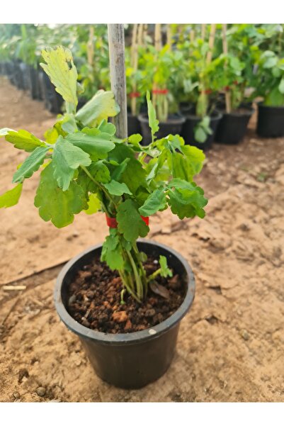 YAĞMUR FİDANCILIK Kırlangıç Otu- 25-30 Cm Boylu Bol Yapraklı