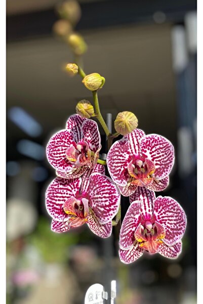 denizingarden İthal mor çilli çift dal orkide (ithal hediyelik orkide)