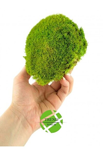 trendbahce Top Yosun Şoklanmış Ort.250 Gr. Ballmoss Yosun Açık Yeşil