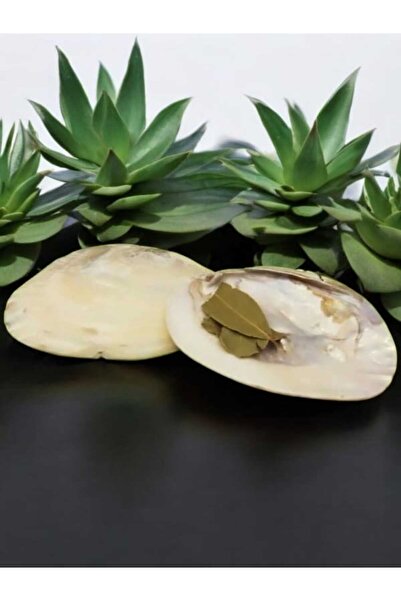 The Magıc of Healıng Doğal Istiridye Deniz Kabuğu Tütsülük