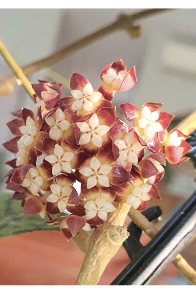 PLANT Hoya Callistophylla Mum Çiçeği
