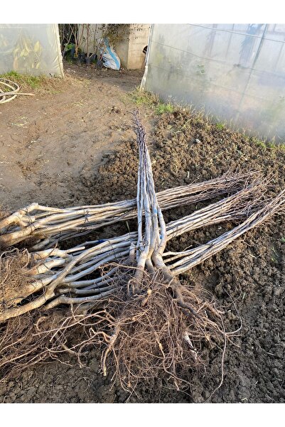 narım Ceviz fidanı açık kök 3 yaşında 2,5 mt