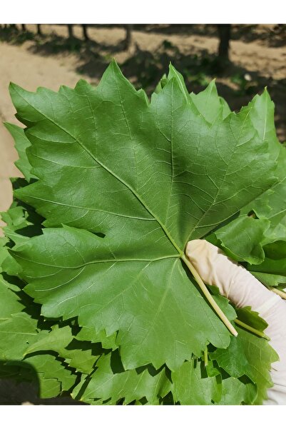 Ela Tarım 5 Kg Salamura Yaprak