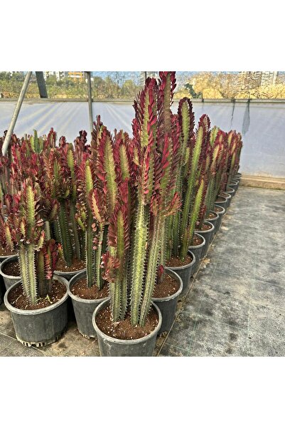 Reyon Bahçe Büyük Boy Bol Dallı Euphorbia Trigona Red- Afrika Kırmızı Süt Ağa...