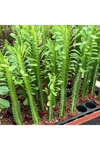 Sınırlı Üretim Euphorbia Trigona Green - Afrika Süt Ağacı Kaktüsü(5.5lik saksıda, 18 cm ve üzeri boy