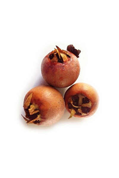 HİLAL TARIM ÇİFTLİĞİ MUŞMULA FİDANI ( AÇIK KÖK)