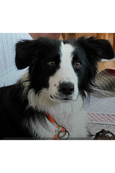 VSLT HANDMADE Köpek Egitim Tasma,köpek Boğma Tasma,köpek Kolye,choke Dog Collar.dog Training Collar