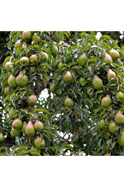 HİLAL TARIM ÇİFTLİĞİ SANTA MARİA ÇOK VERİMLİ ARMUT FİDANI (AÇIK KÖK)