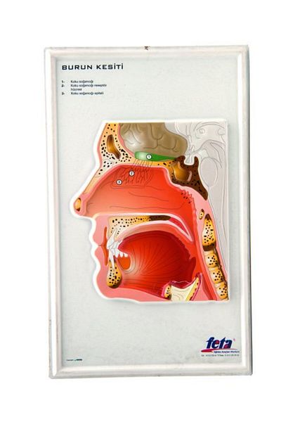 Edulab Nose Section Embossing